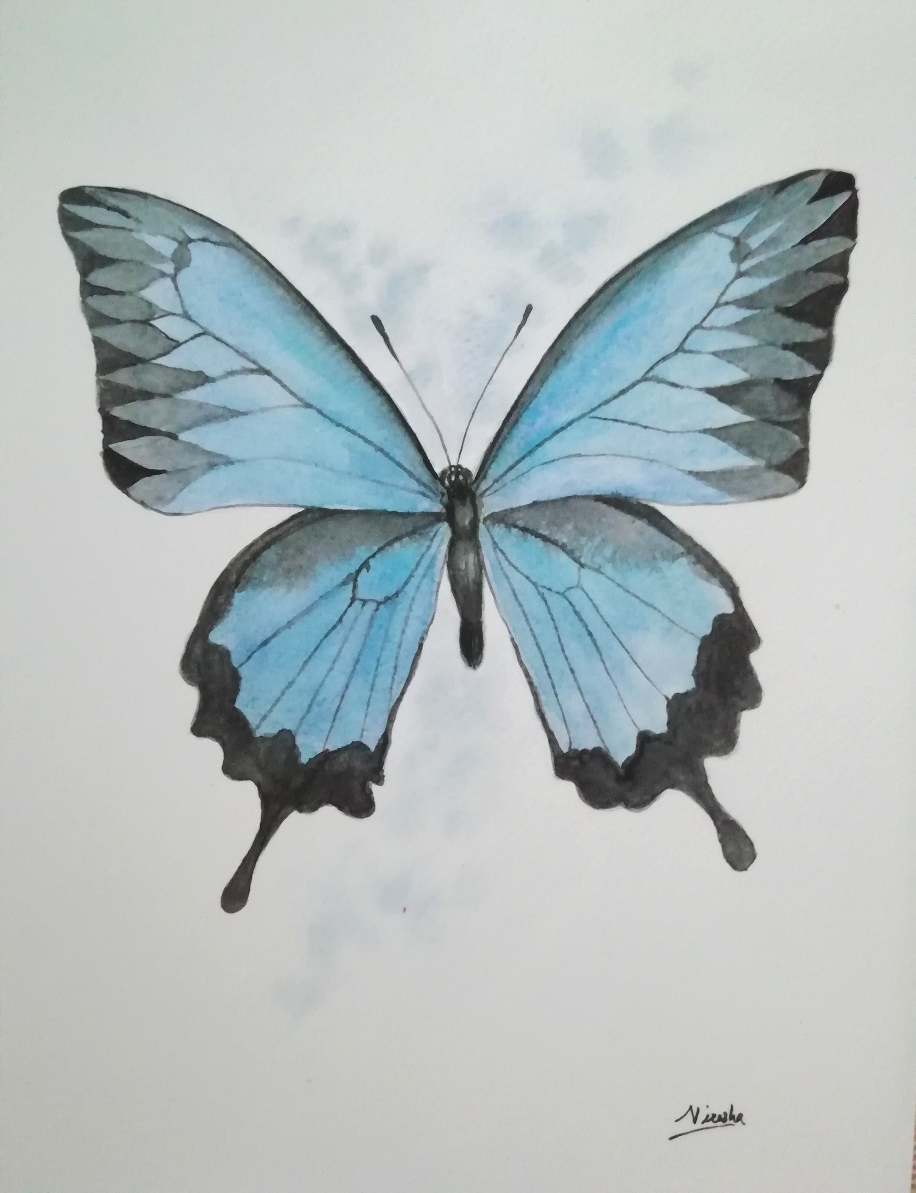 Butterfly by Nirasha Udani